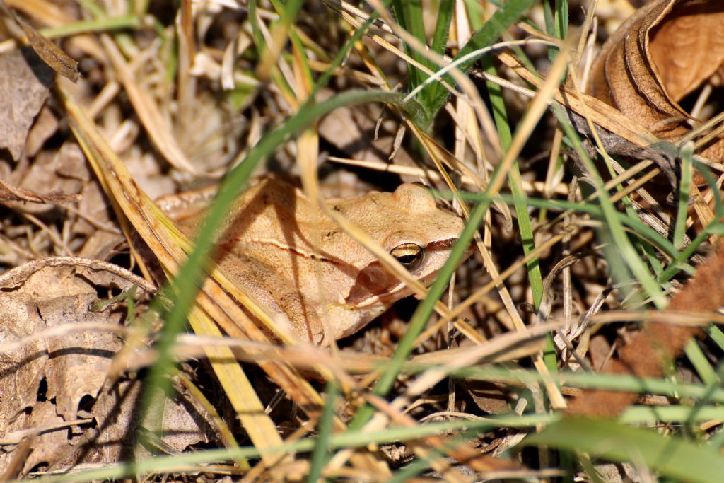 Rana dalmatina (BI)